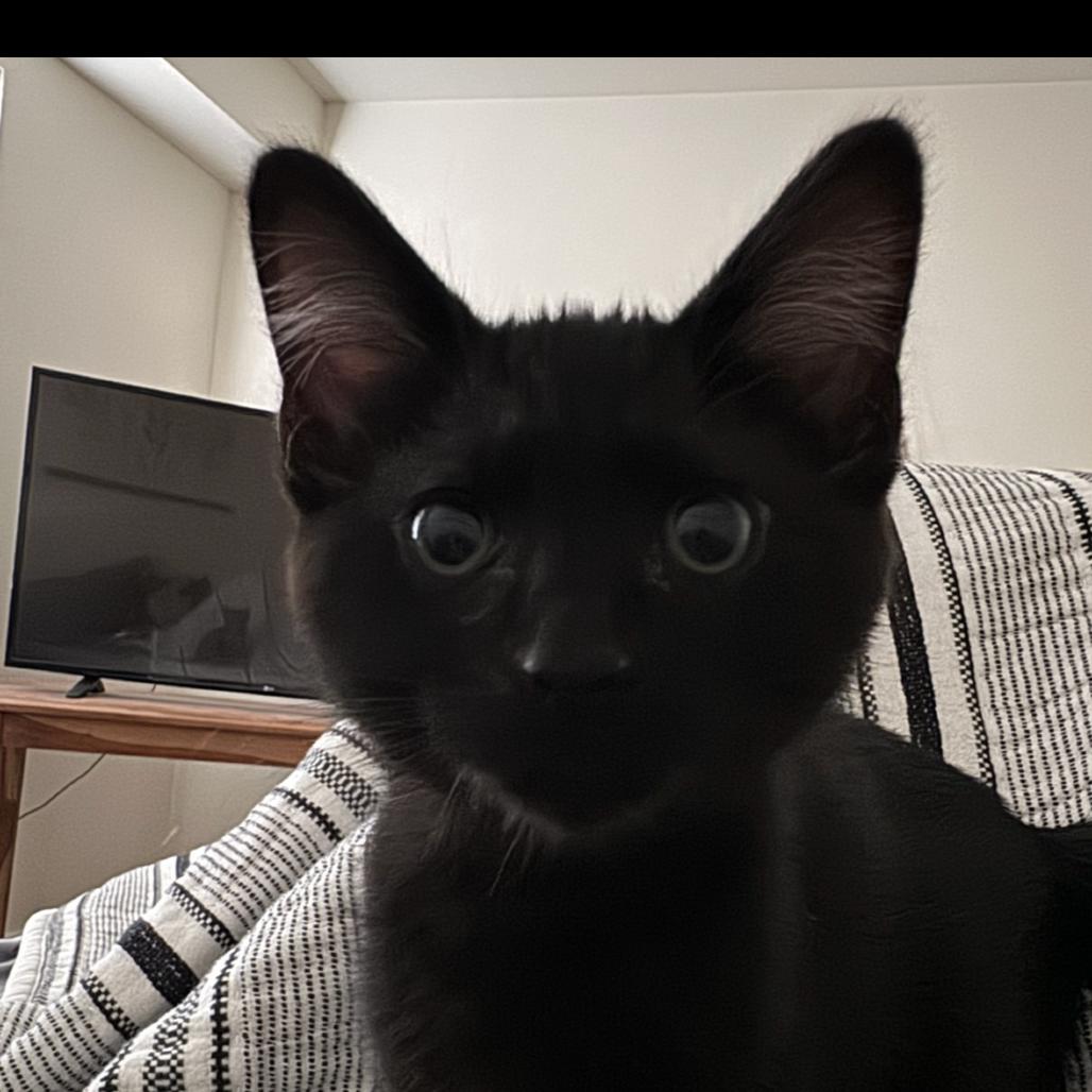 Enlarge Onyx (Fmr Ganymede), a Adoptable Domestic Short Hair in Ferndale, WA image 3/3