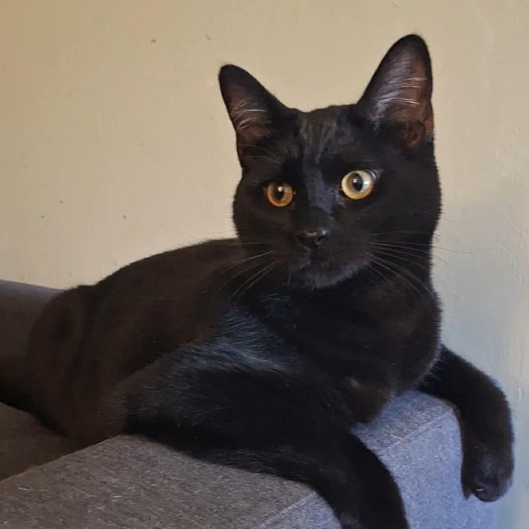 Onyx (Fmr Ganymede), a Adoptable Domestic Short Hair in Ferndale, WA image 3/3