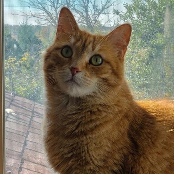 Enlarge ANNABELLE **The Ultimate Comeback Kid**, a Adoptable Domestic Short Hair in Barron, WI image 1/4
