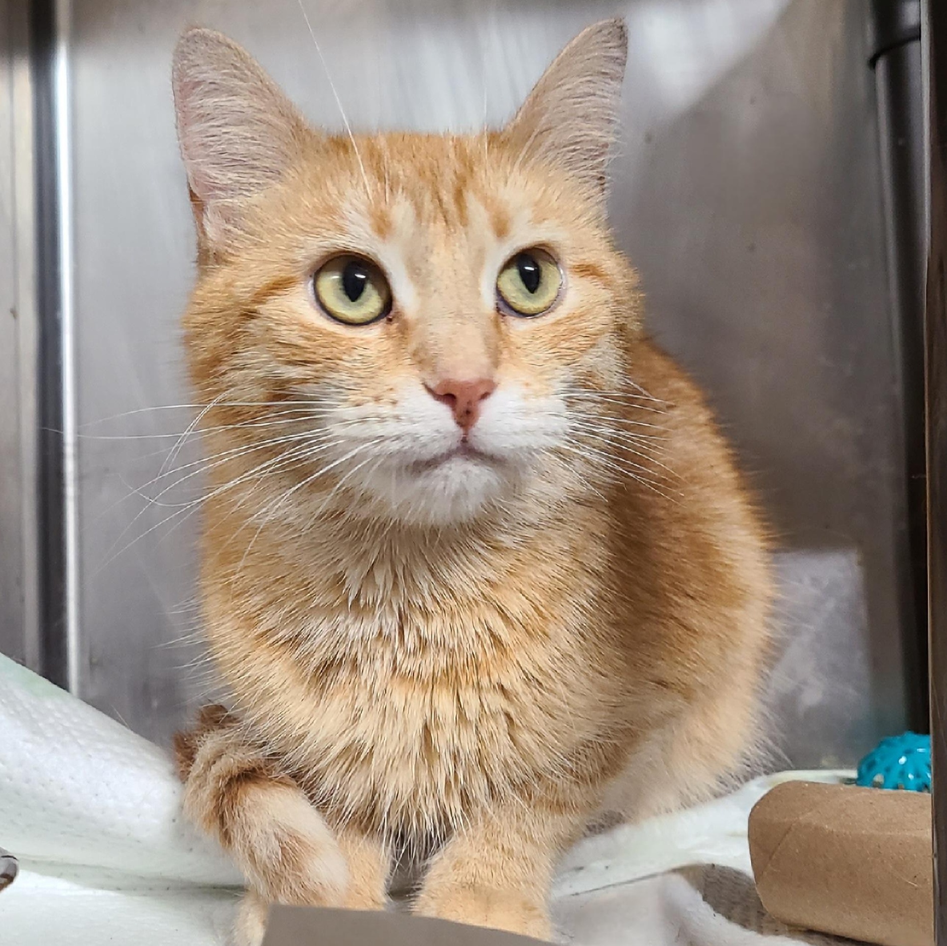 Enlarge ANNABELLE **The Ultimate Comeback Kid**, a ADOPTABLE Domestic Short Hair in Barron, WI image 2/3