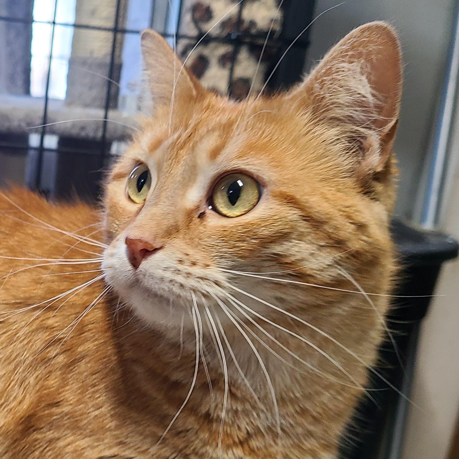 Enlarge ANNABELLE **The Ultimate Comeback Kid**, a ADOPTABLE Domestic Short Hair in Barron, WI image 3/3