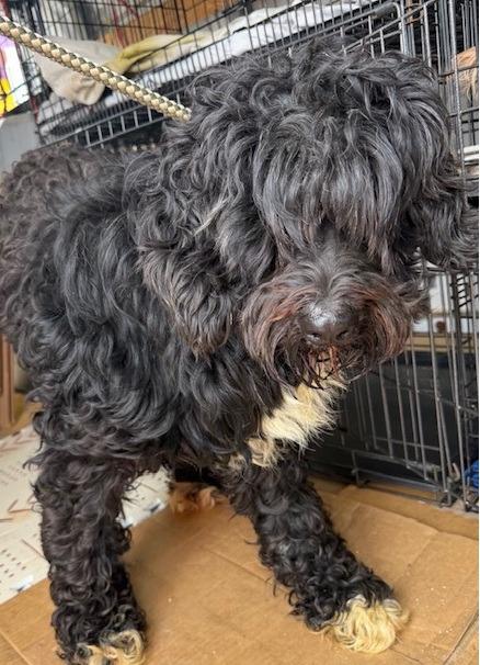 Samantha, Adoptable, Adult Female Poodle & Bernese Mountain Dog.