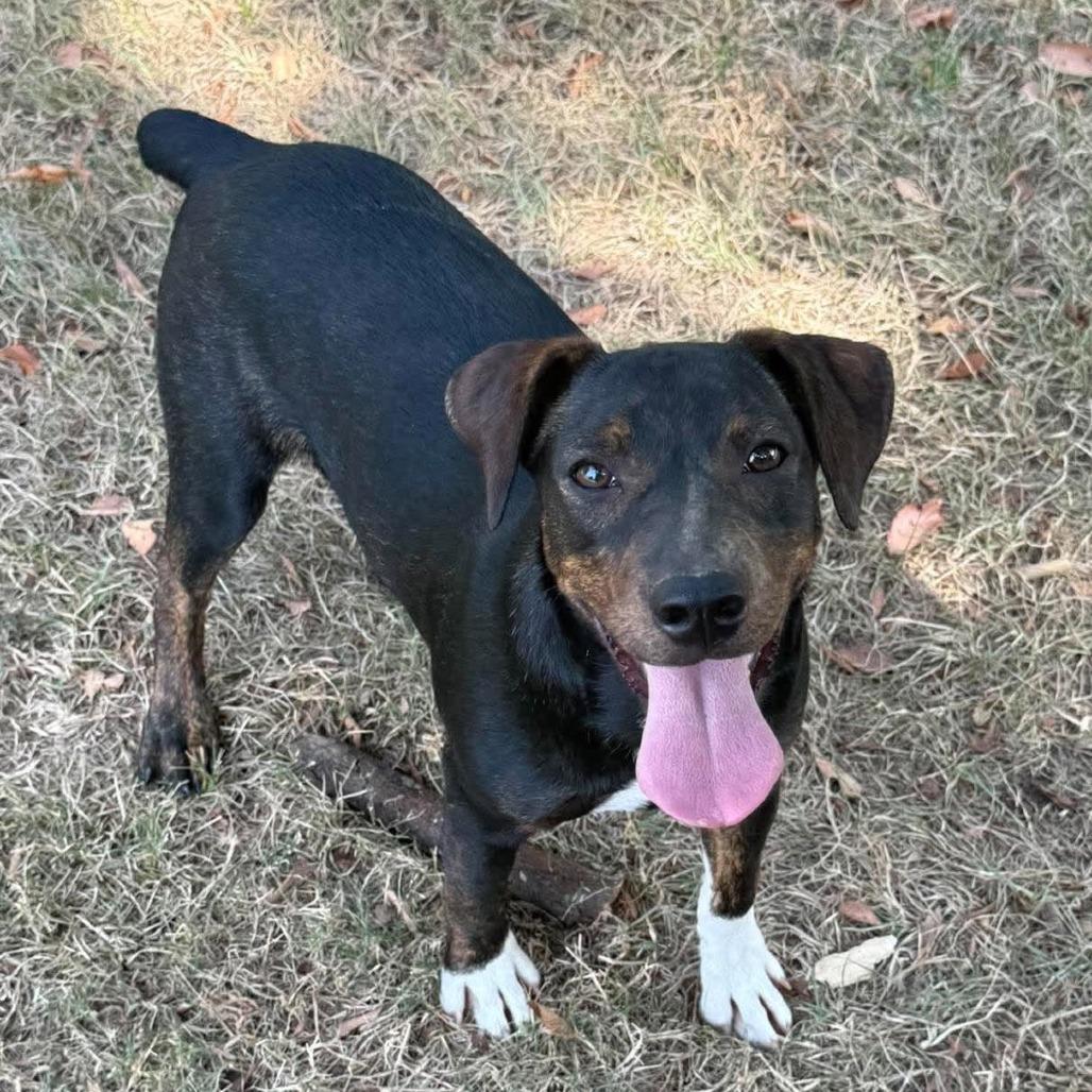 Echo, Adoptable, Puppy Male Mixed Breed.