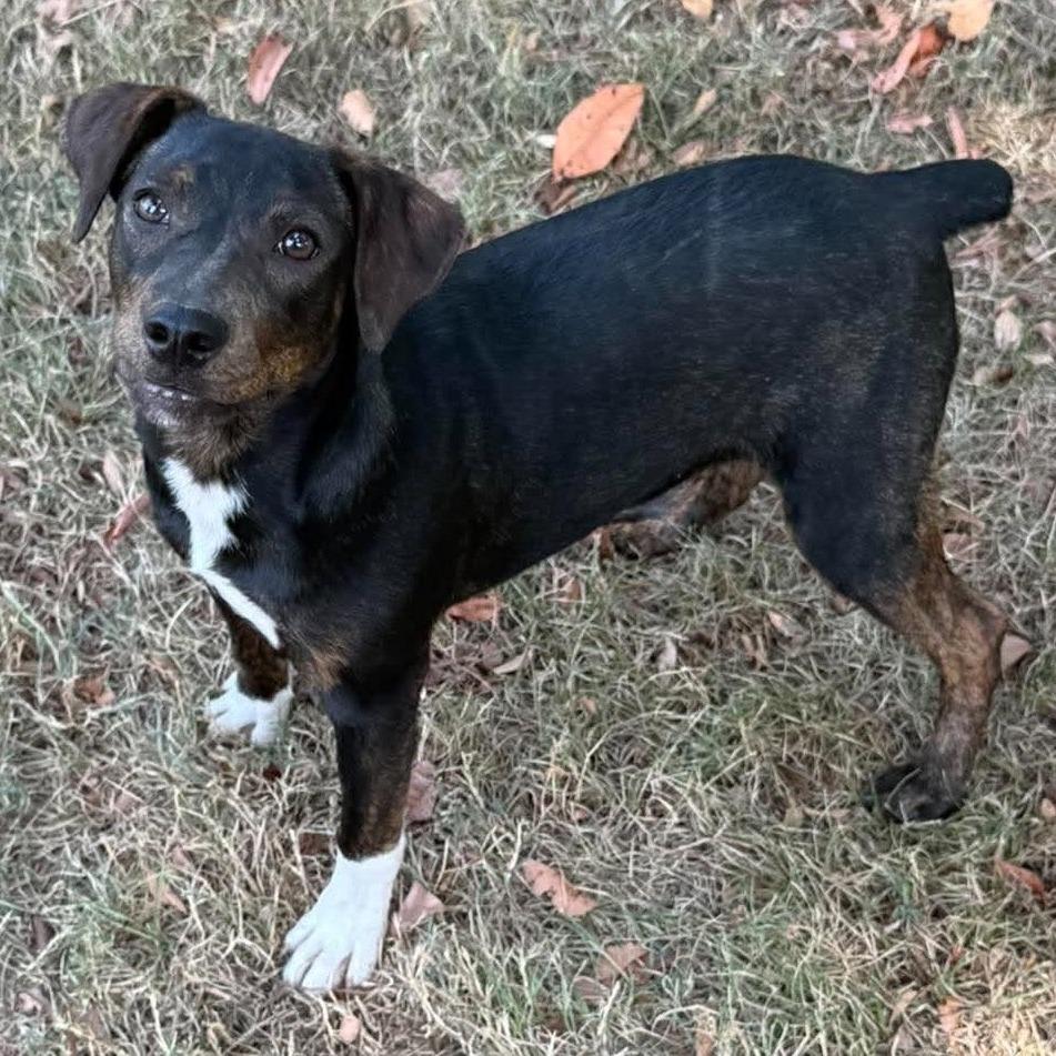 Enlarge Echo, a Adoptable Mixed Breed in Barrington, NH image 3/3