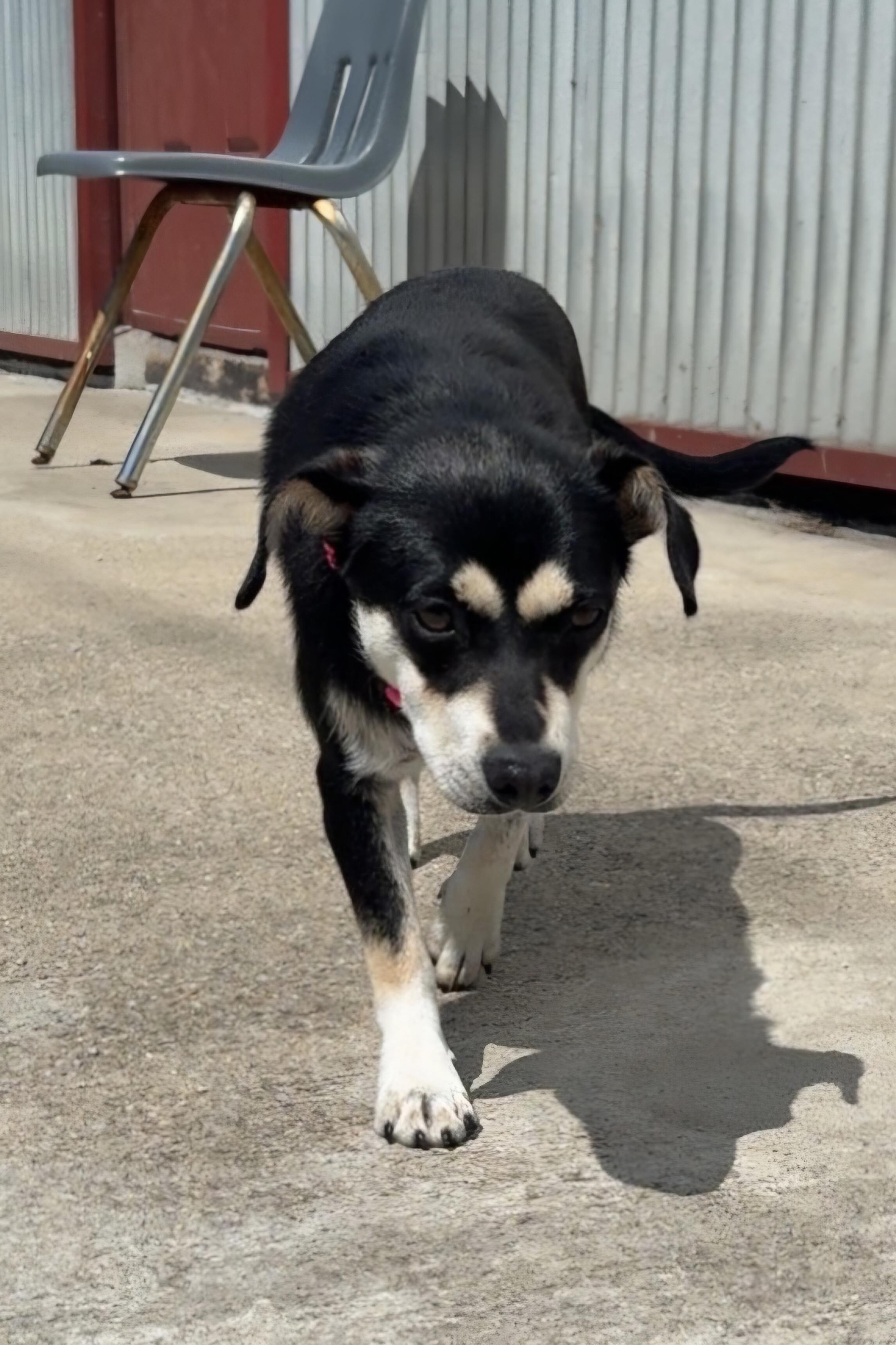 Lexie, a ADOPTABLE Terrier in Lexington, KY image 1/4
