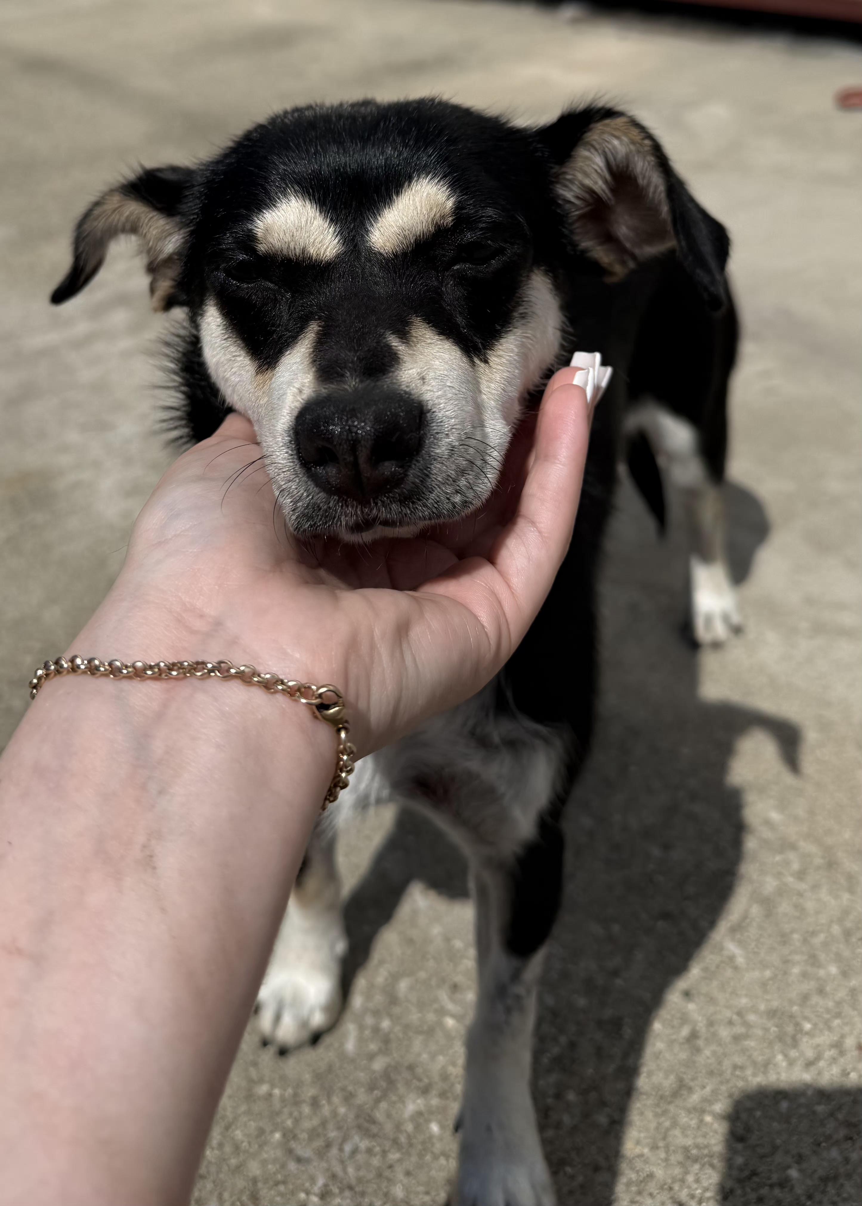 Lexie, a ADOPTABLE Terrier in Lexington, KY image 2/4