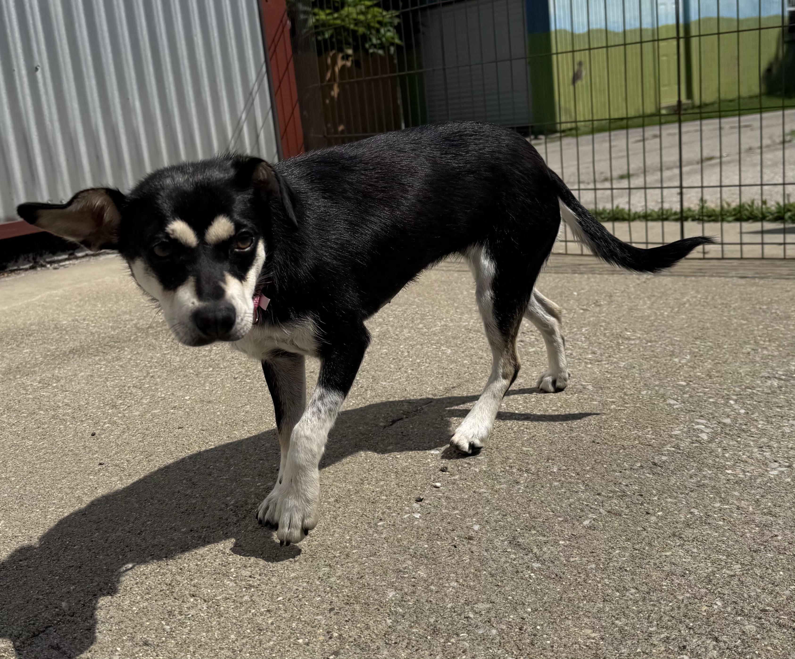 Lexie, a ADOPTABLE Terrier in Lexington, KY image 4/4