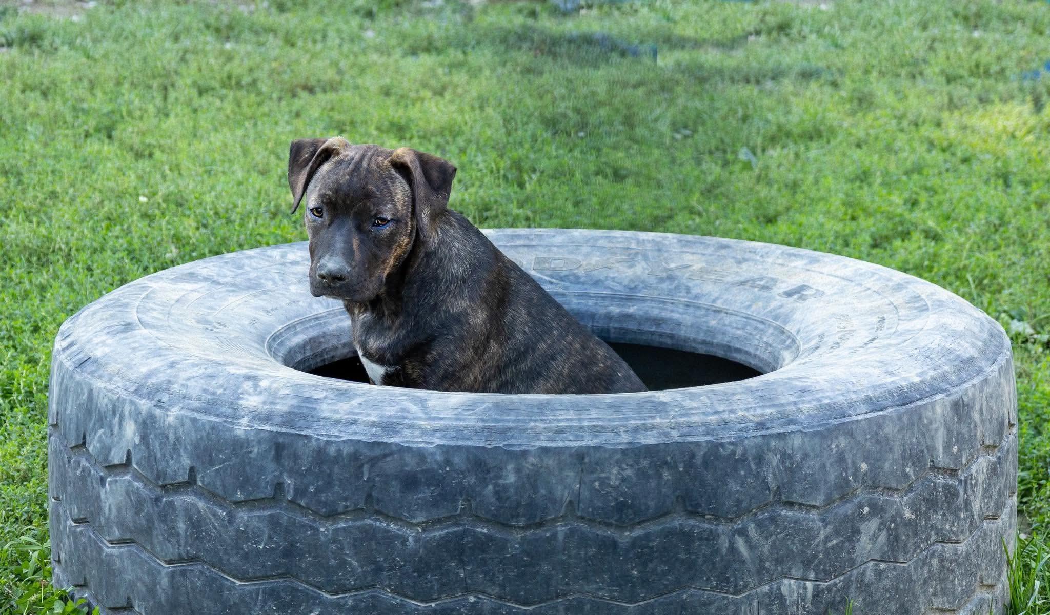 Enlarge Whimsy, a Adoptable mixed breed in Argyle, NY image 3/6