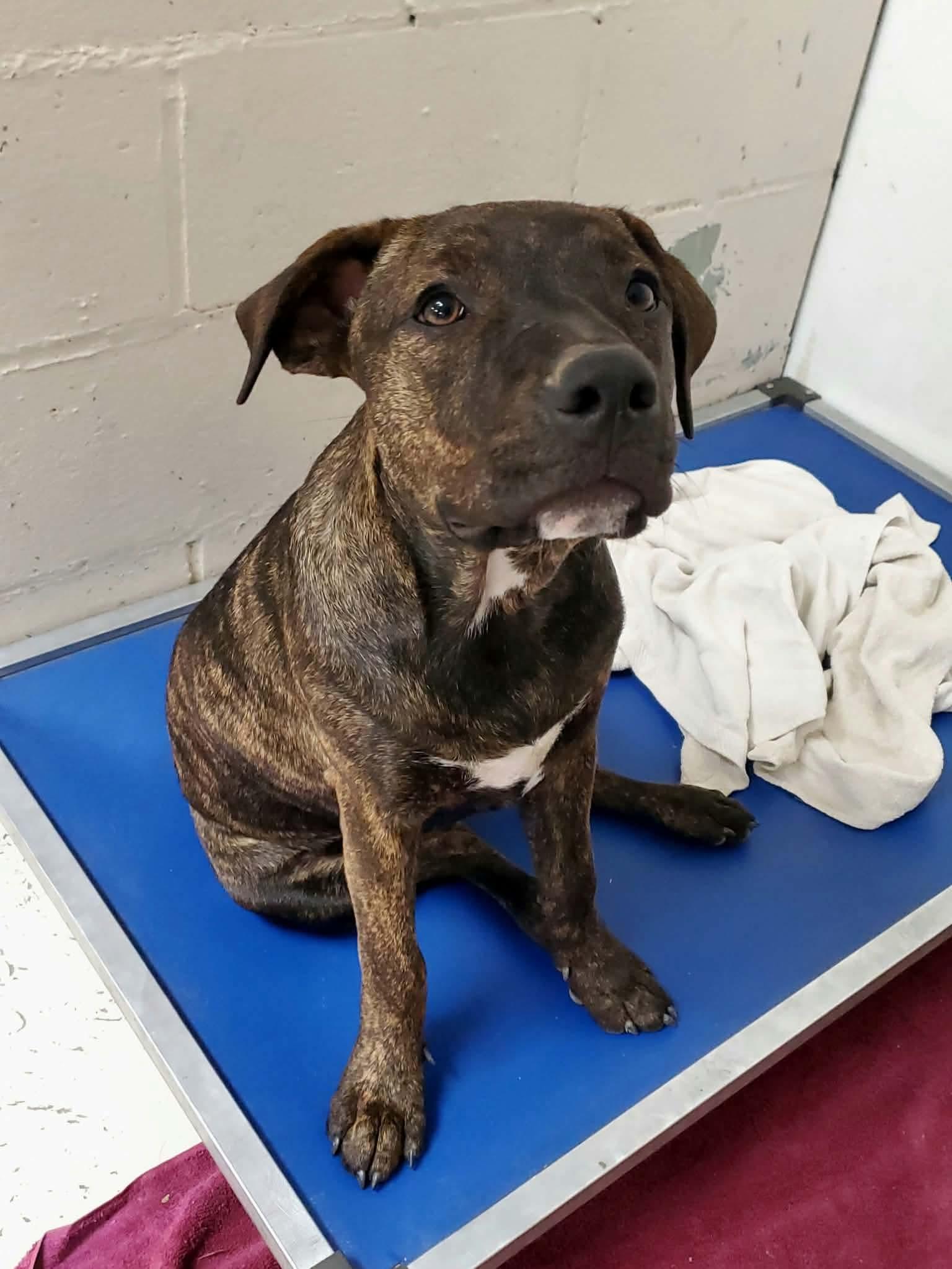 Enlarge Whimsy, a Adoptable mixed breed in Argyle, NY image 4/6