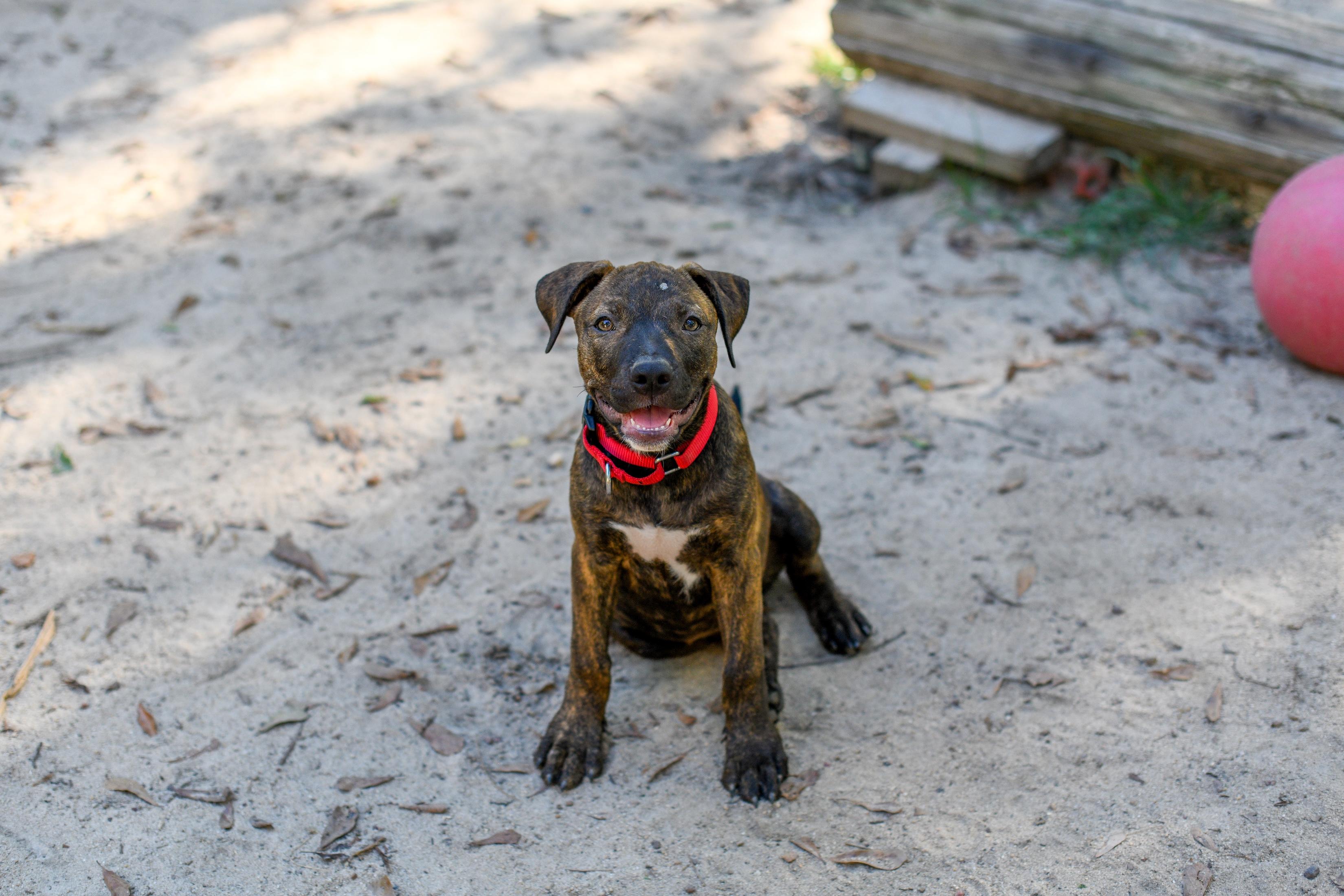Enlarge Whimsy, a Adoptable mixed breed in Argyle, NY image 2/6