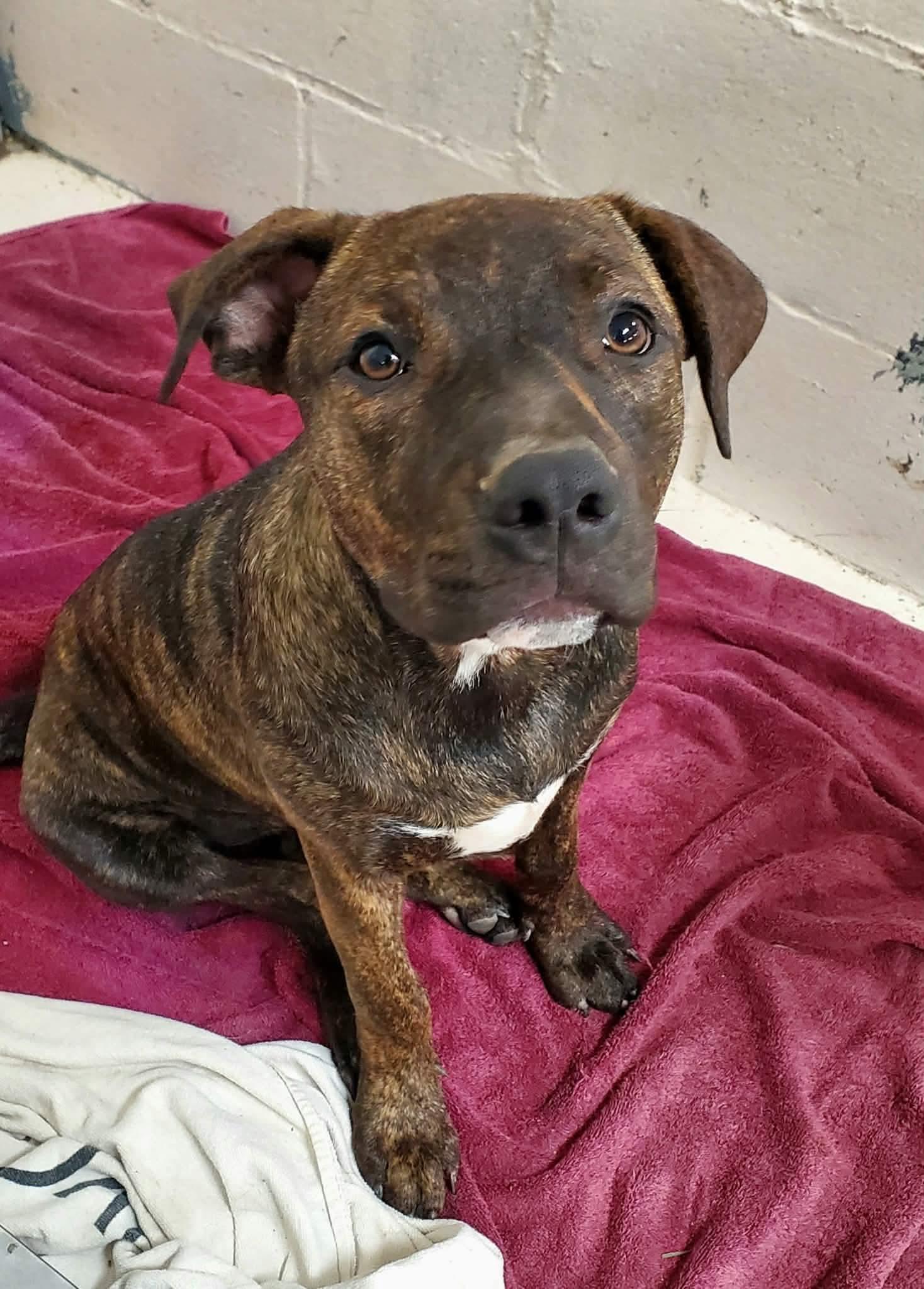 Enlarge Whimsy, a Adoptable mixed breed in Argyle, NY image 6/6