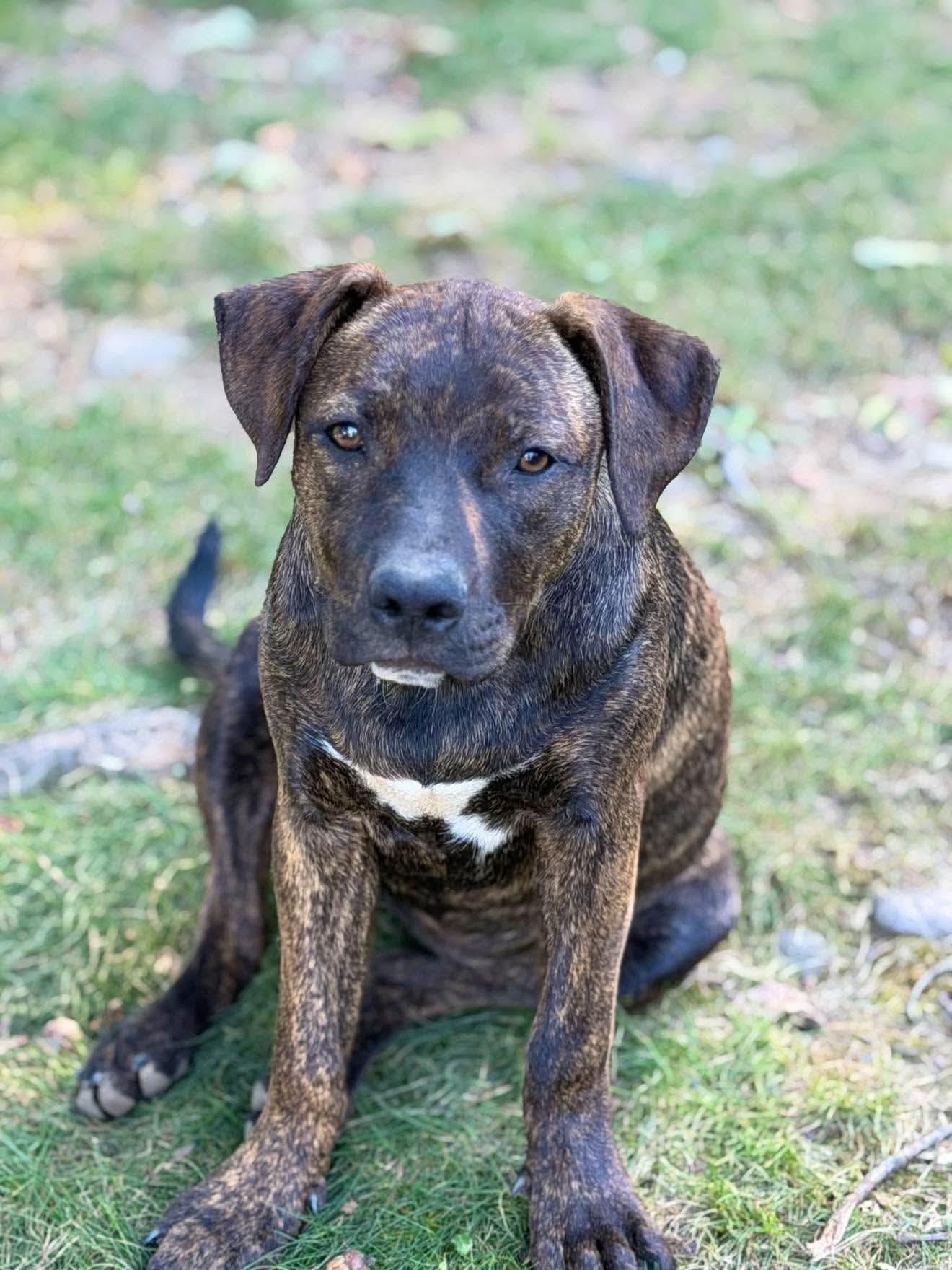 Enlarge Whimsy, a Adoptable mixed breed in Argyle, NY image 1/6