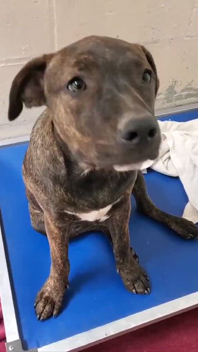 Enlarge Whimsy, a Adoptable mixed breed in Argyle, NY video 5/6