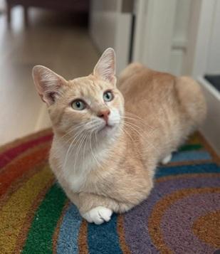 Georgie, Adoptable, Young Male Domestic Short Hair & Tabby.