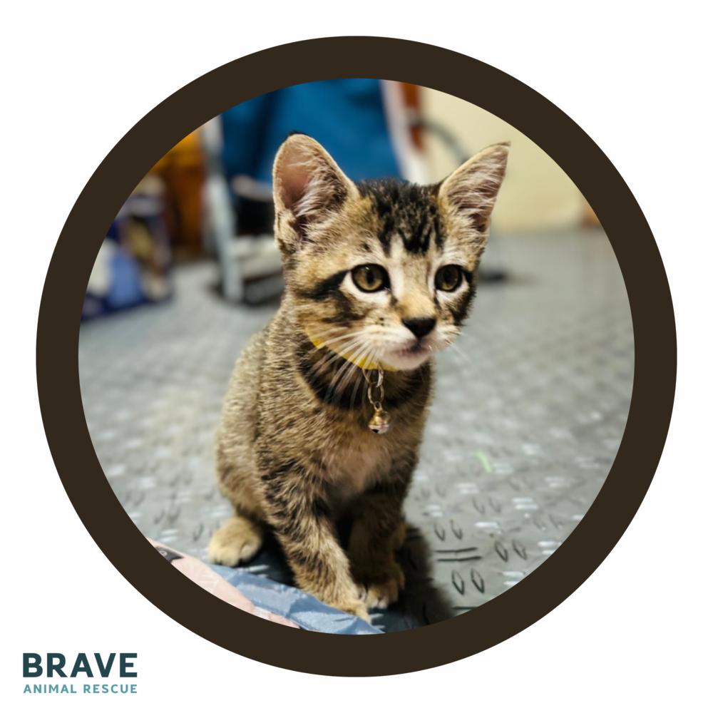 Enlarge Jordan Love, a Adoptable Domestic Short Hair in Lincoln, NE image 2/6