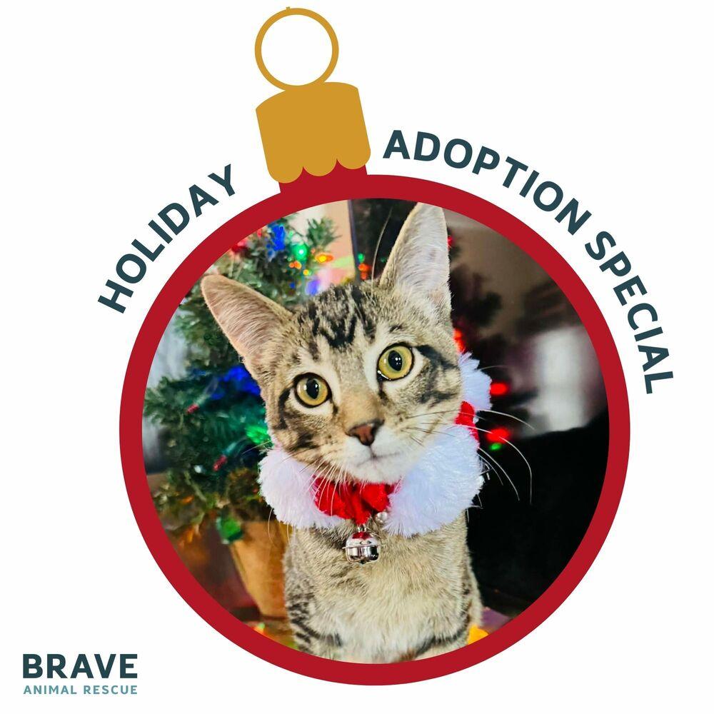 Jordan Love, Adoptable, Kitten Male Domestic Short Hair.