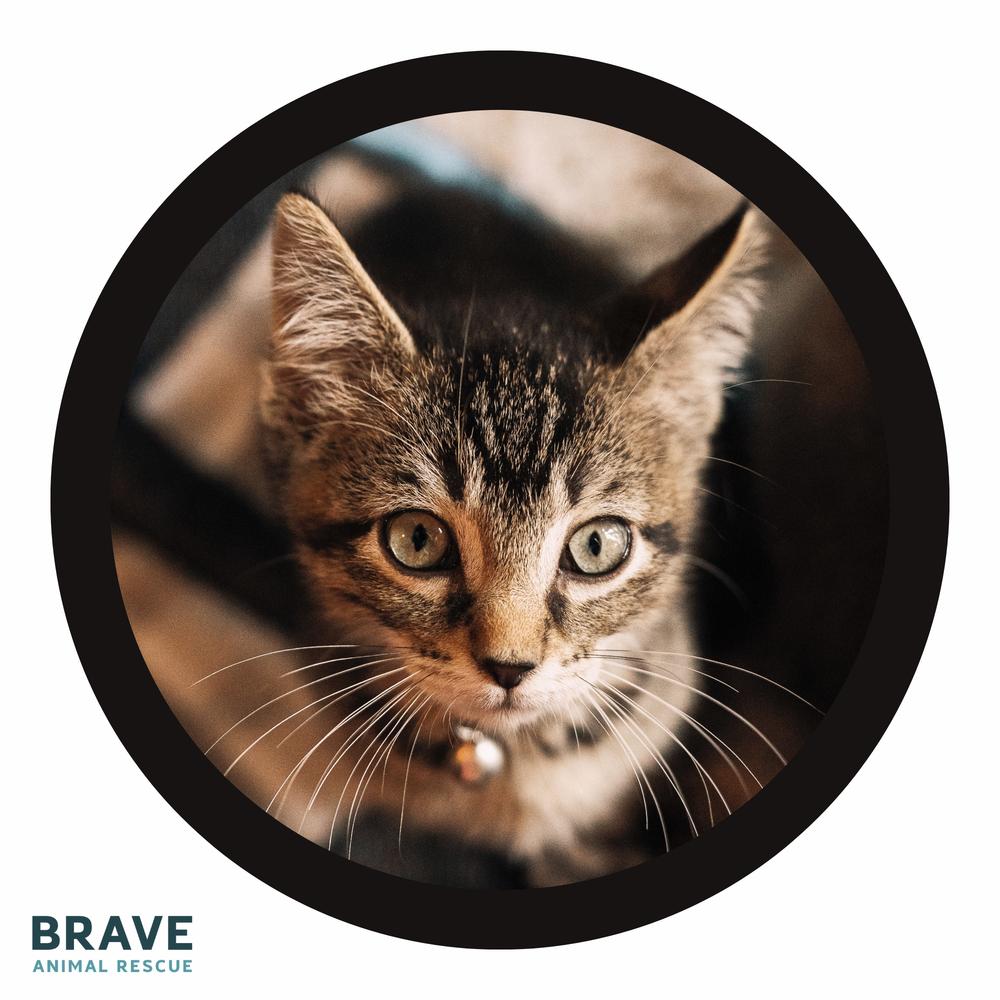 Enlarge Jordan Love, a Adoptable Domestic Short Hair in Lincoln, NE image 4/6