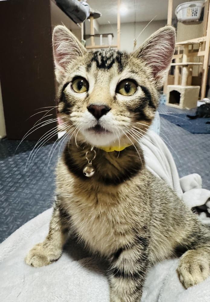 Enlarge Jordan Love, a Adoptable Domestic Short Hair in Lincoln, NE image 5/6