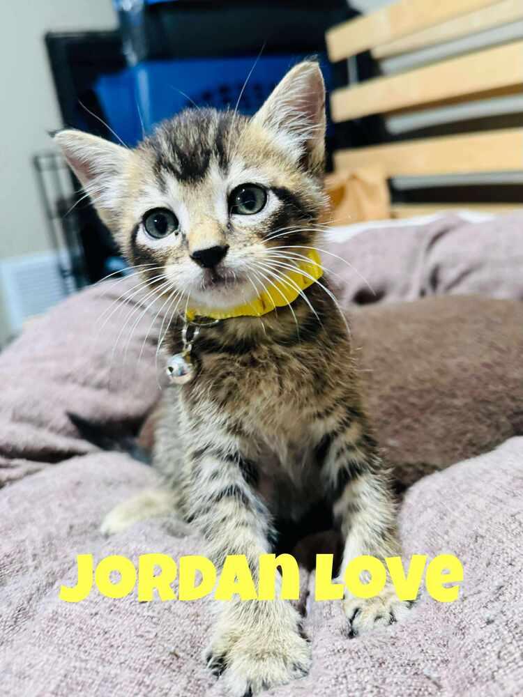 Enlarge Jordan Love, a Adoptable Domestic Short Hair in Lincoln, NE image 6/6