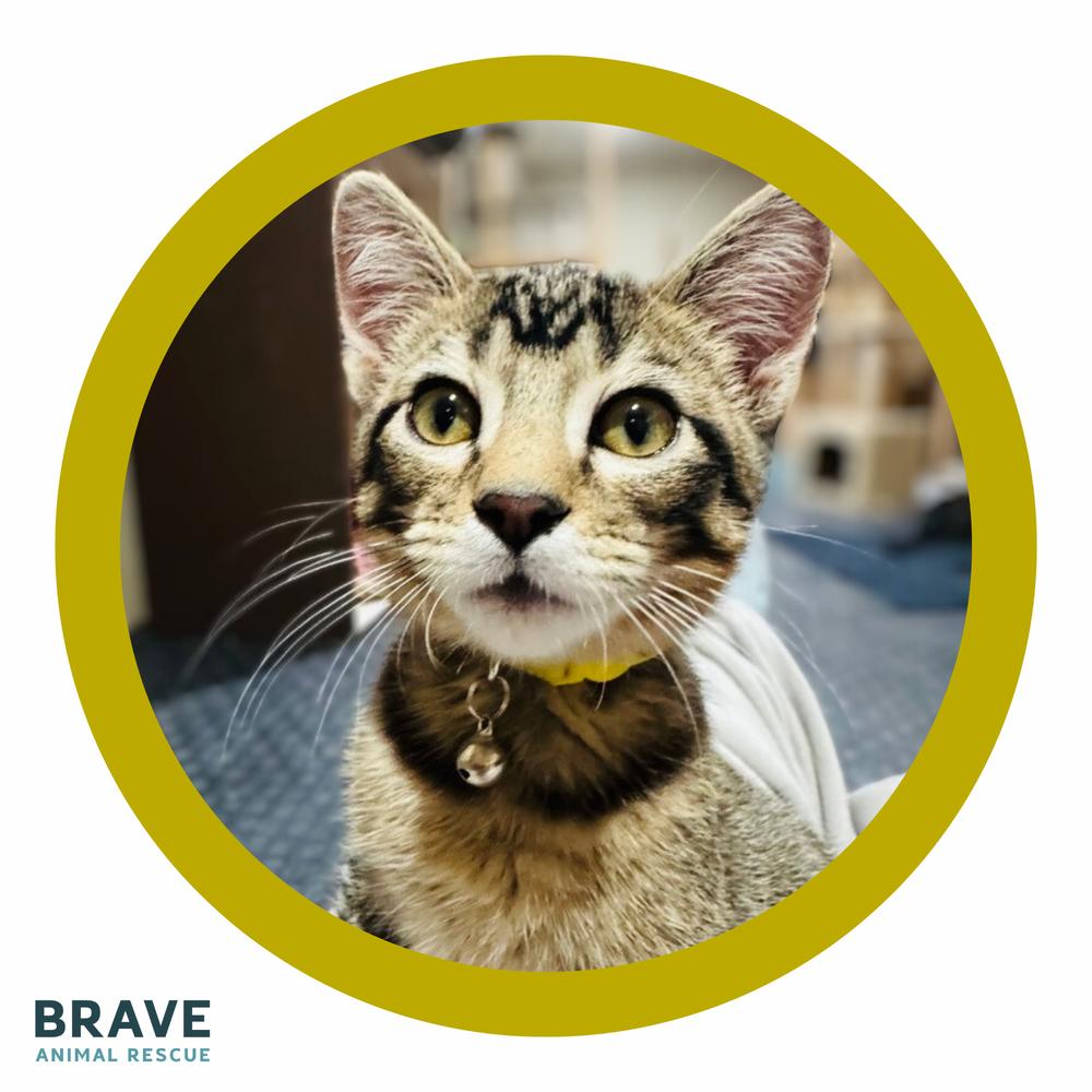 Enlarge Jordan Love, a Adoptable Domestic Short Hair in Lincoln, NE image 6/6