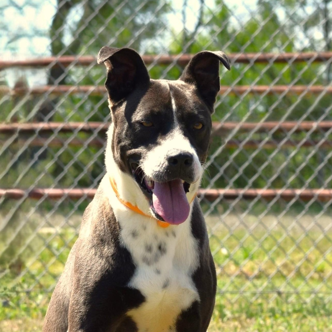 Enlarge Ashton, a Adoptable mixed breed in Belchertown, MA image 2/5