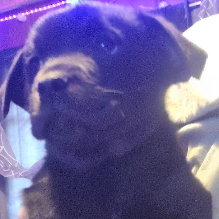 Tangerine, Adoptable, Puppy Male English Bulldog.