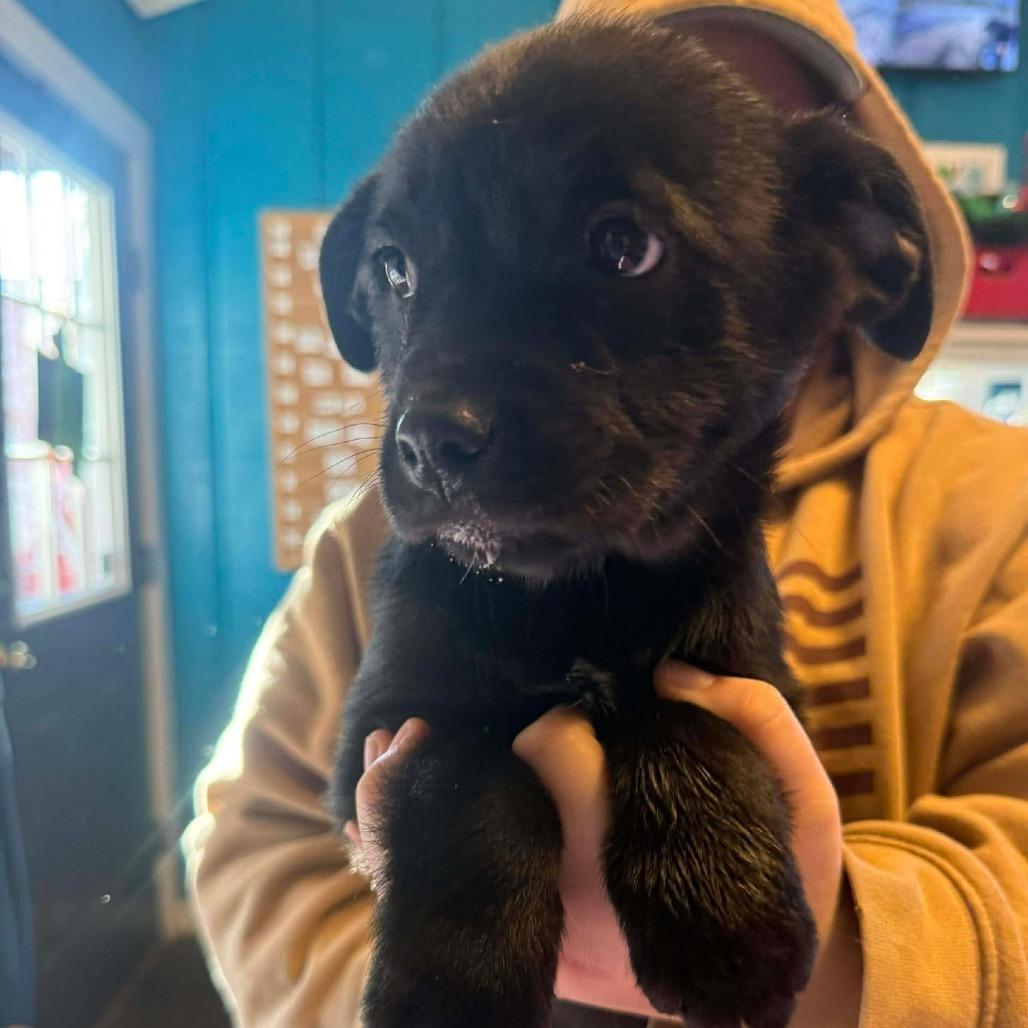 Tangerine thumbnail 3