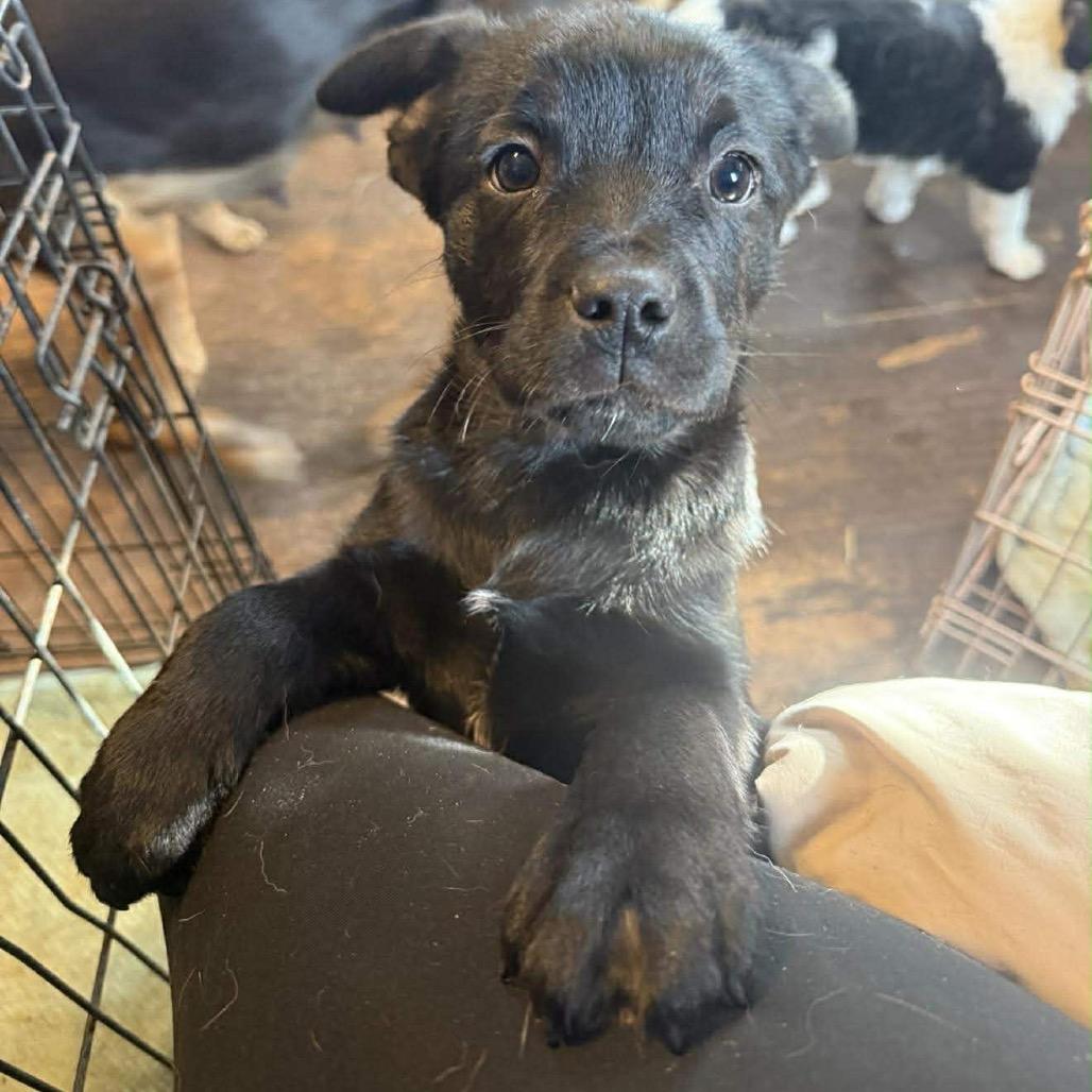 Tangerine thumbnail 4