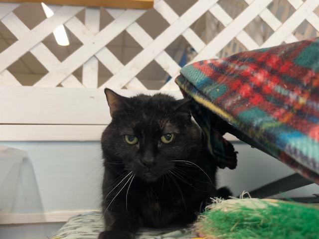 Enlarge Galadriel, an adoptable Domestic Short Hair in Chicago, IL image 1/1