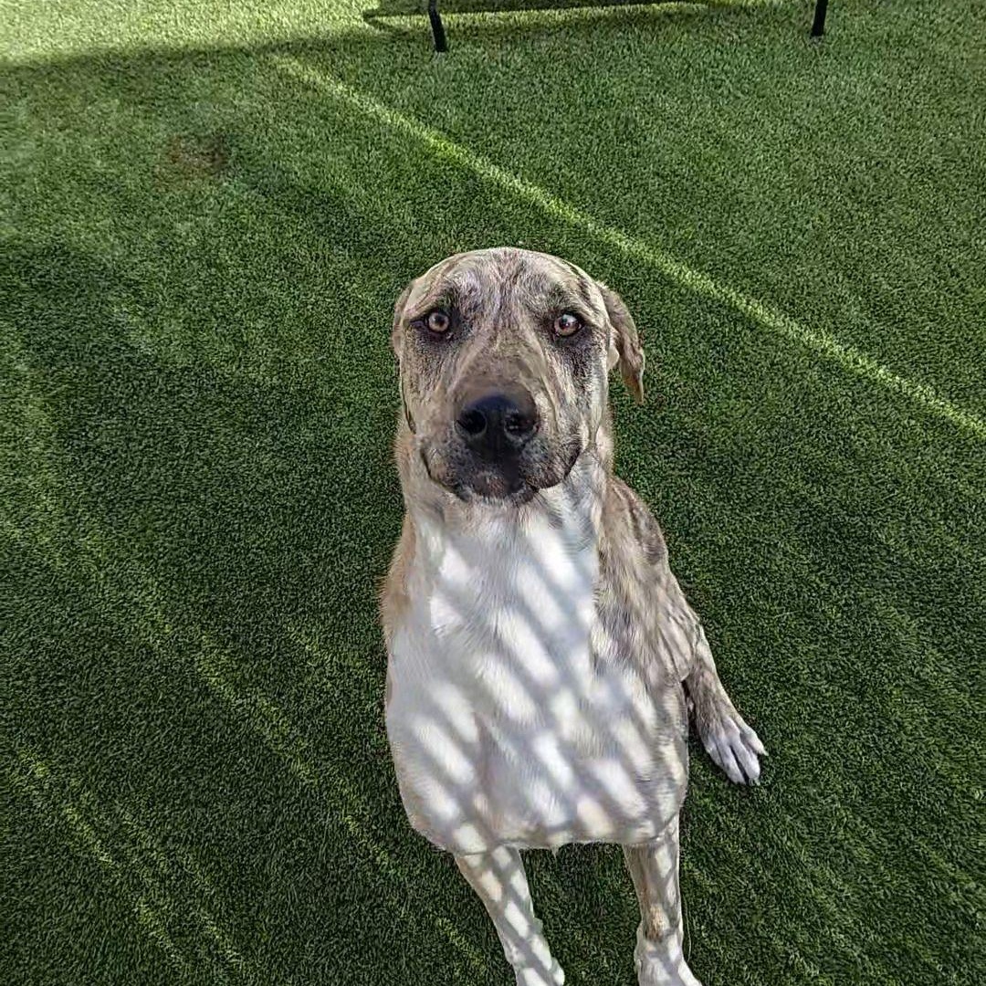 Enlarge **FOUND**, a ADOPTABLE mixed breed in Liberty, MO image 2/4