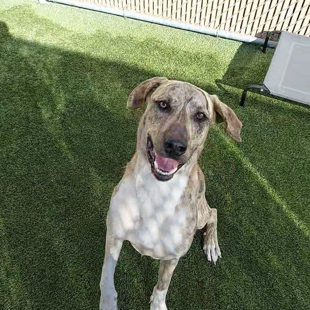 Enlarge **FOUND**, a ADOPTABLE mixed breed in Liberty, MO image 4/4