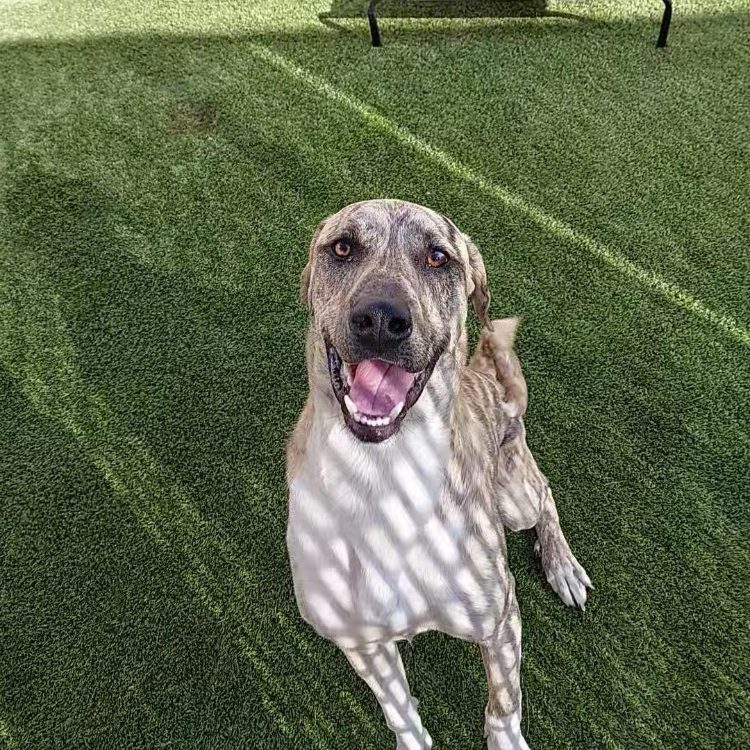 Enlarge **FOUND**, a ADOPTABLE mixed breed in Liberty, MO image 1/4