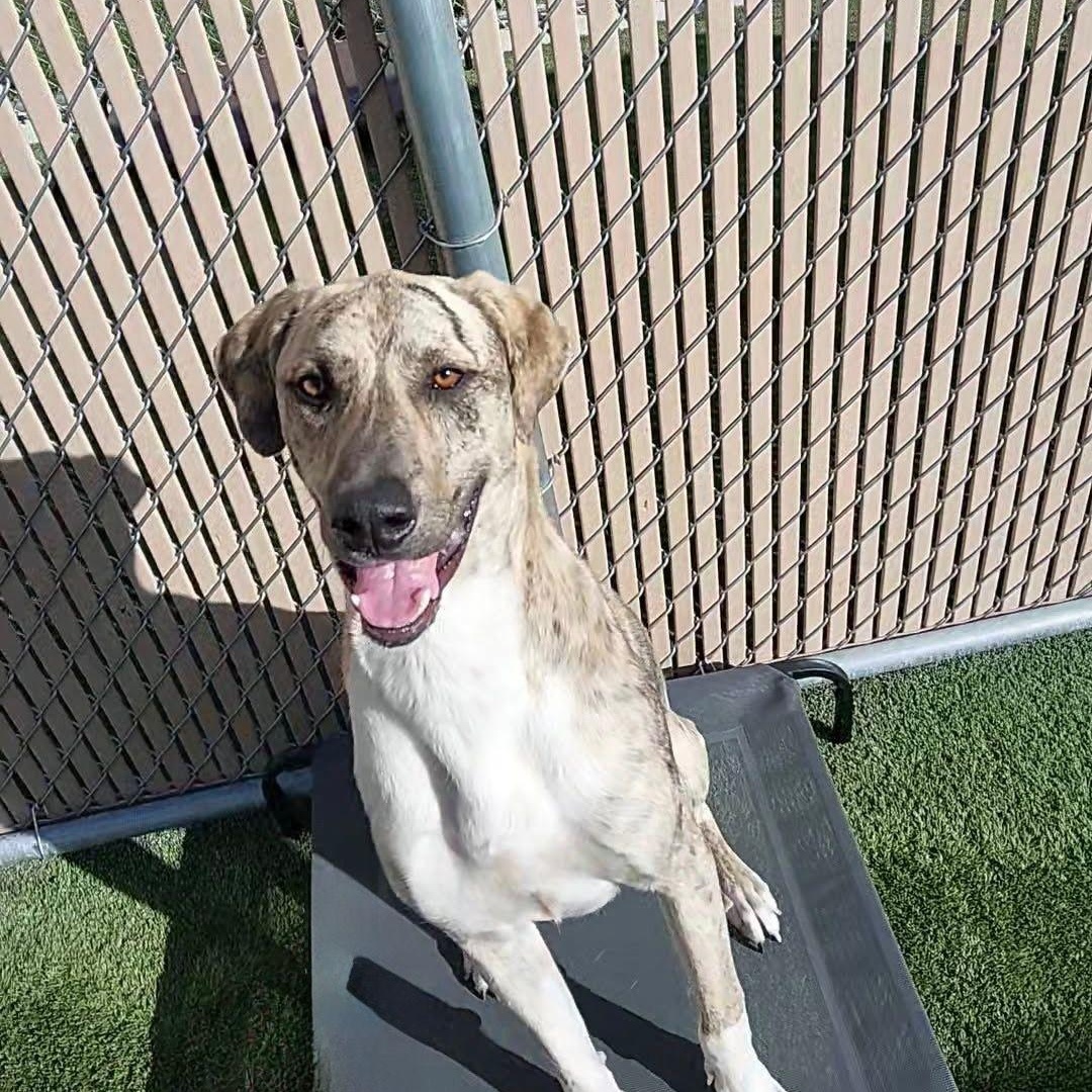 Enlarge **FOUND**, a ADOPTABLE mixed breed in Liberty, MO image 3/4