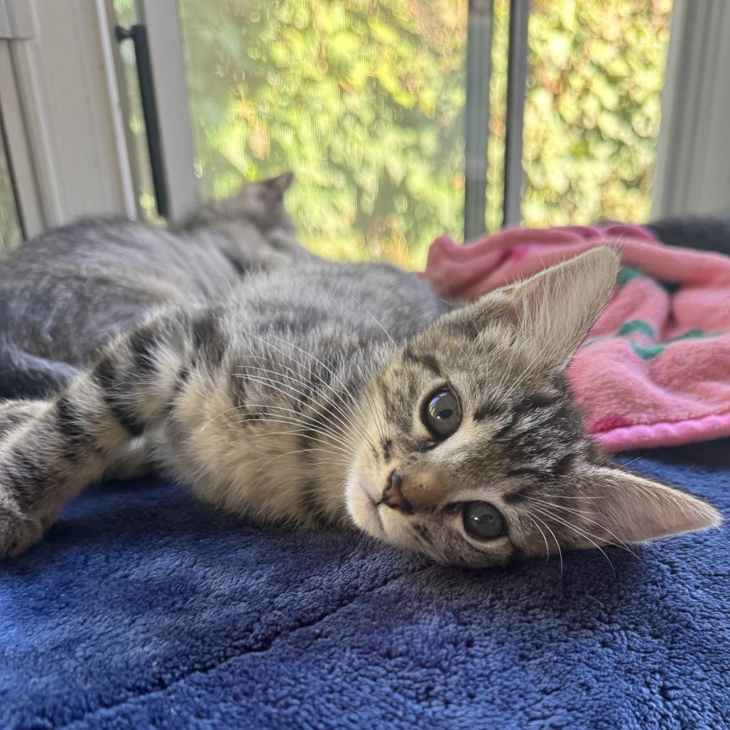 Enlarge Blossom, a Adoptable Domestic Short Hair in Ventura, CA image 1/1