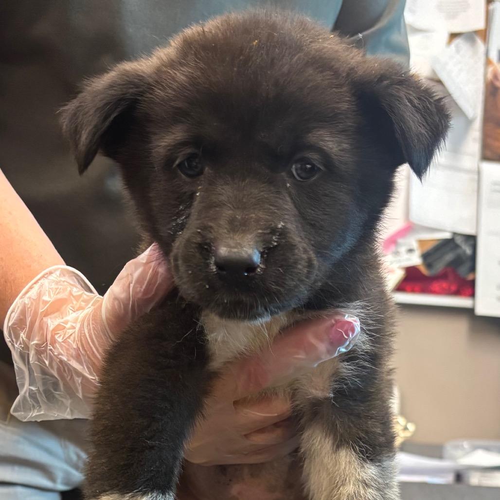 Sitka, Adoptable, Puppy Female Great Pyrenees & Shepherd.