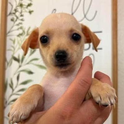 Aster, Adoptable, Puppy Female Chihuahua & Mixed Breed.