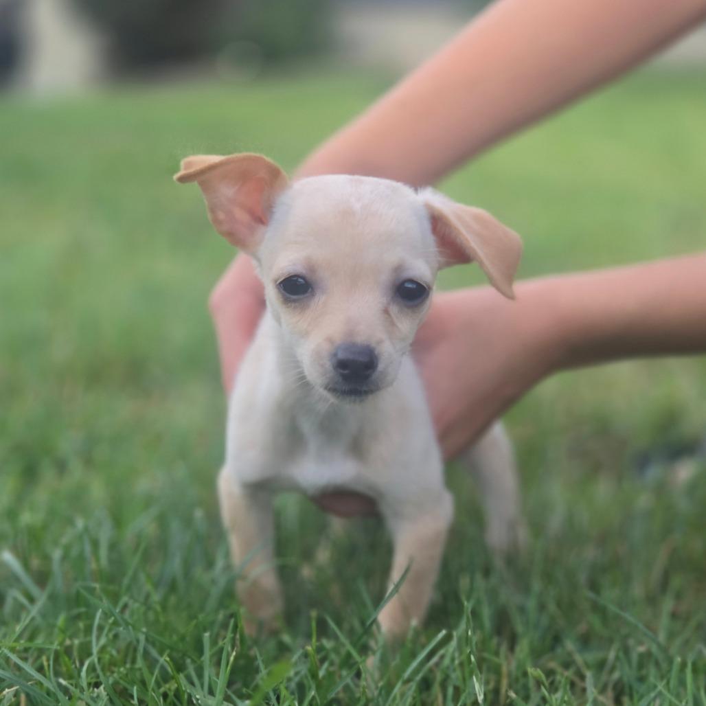 Aster, a Adoptable mixed breed in Alma, WI image 2/5