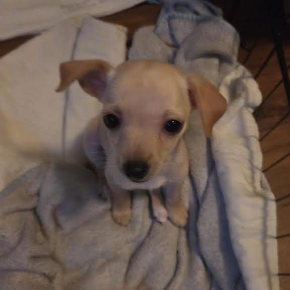 Aster, a Adoptable mixed breed in Alma, WI image 5/5