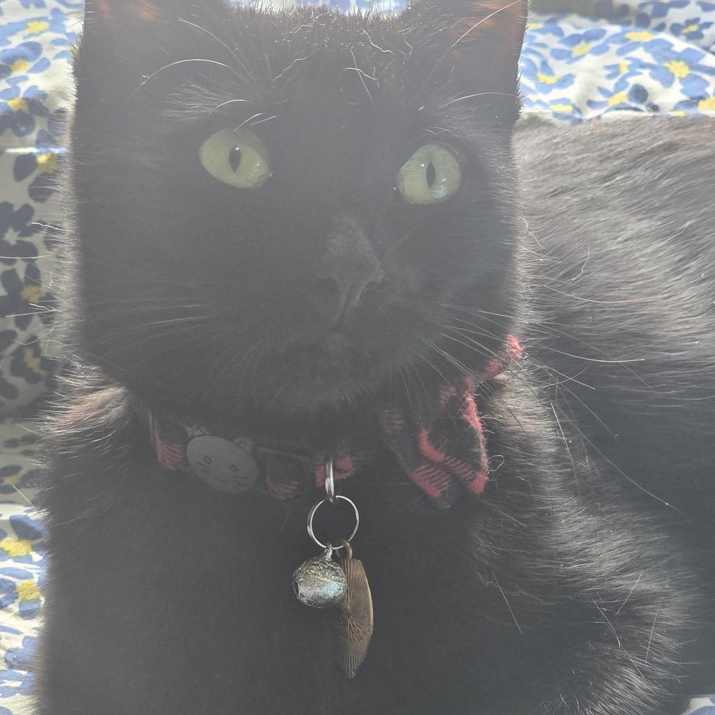 Enlarge Luna with Freya, a Adoptable Domestic Short Hair in Manchester, CT image 1/6