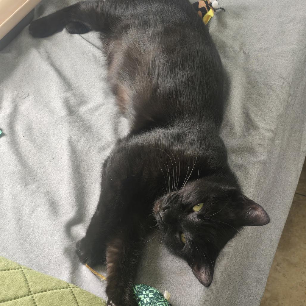 Enlarge Luna with Freya, a Adoptable Domestic Short Hair in Manchester, CT image 6/6