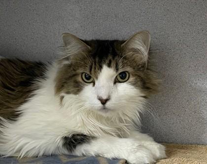 Pocket, Adoptable, Adult Male Domestic Long Hair & Domestic Short Hair.