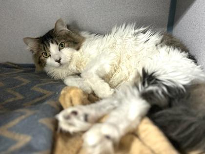 Pocket, Adoptable, Adult Male Domestic Long Hair & Domestic Short Hair.