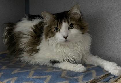 Enlarge Pocket, a Adoptable mixed breed in Phoenix, AZ image 2/3