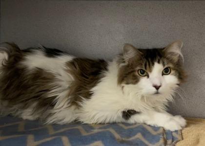 Enlarge Pocket, a Adoptable mixed breed in Phoenix, AZ image 3/3