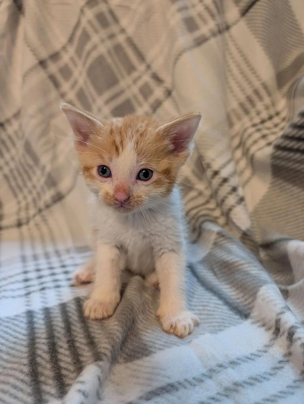 Enlarge Ernie, a ADOPTABLE Domestic Short Hair in Davison, MI image 1/1