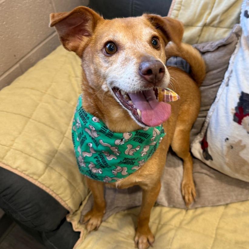 Toby, Adoptable, Adult Male Beagle & Dachshund.