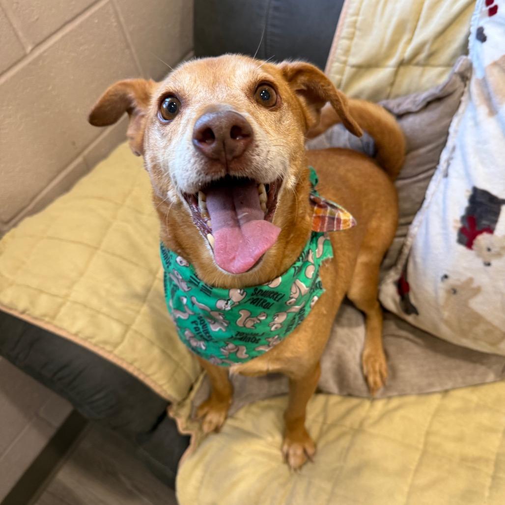 Enlarge Toby, a Adoptable mixed breed in Muncie, IN image 2/5