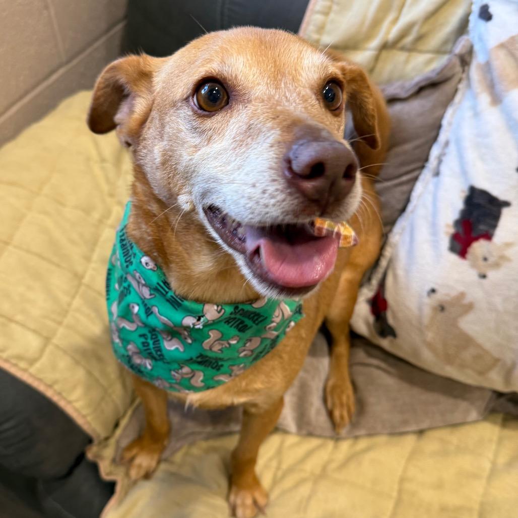 Enlarge Toby, a Adoptable mixed breed in Muncie, IN image 3/5