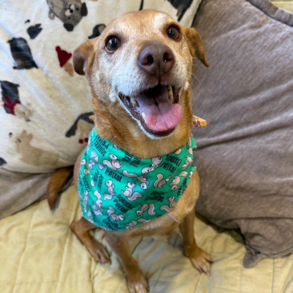 Enlarge Toby, a Adoptable mixed breed in Muncie, IN image 4/5
