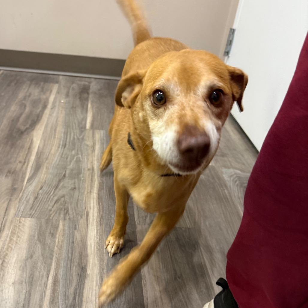 Enlarge Toby, a Adoptable mixed breed in Muncie, IN image 5/5